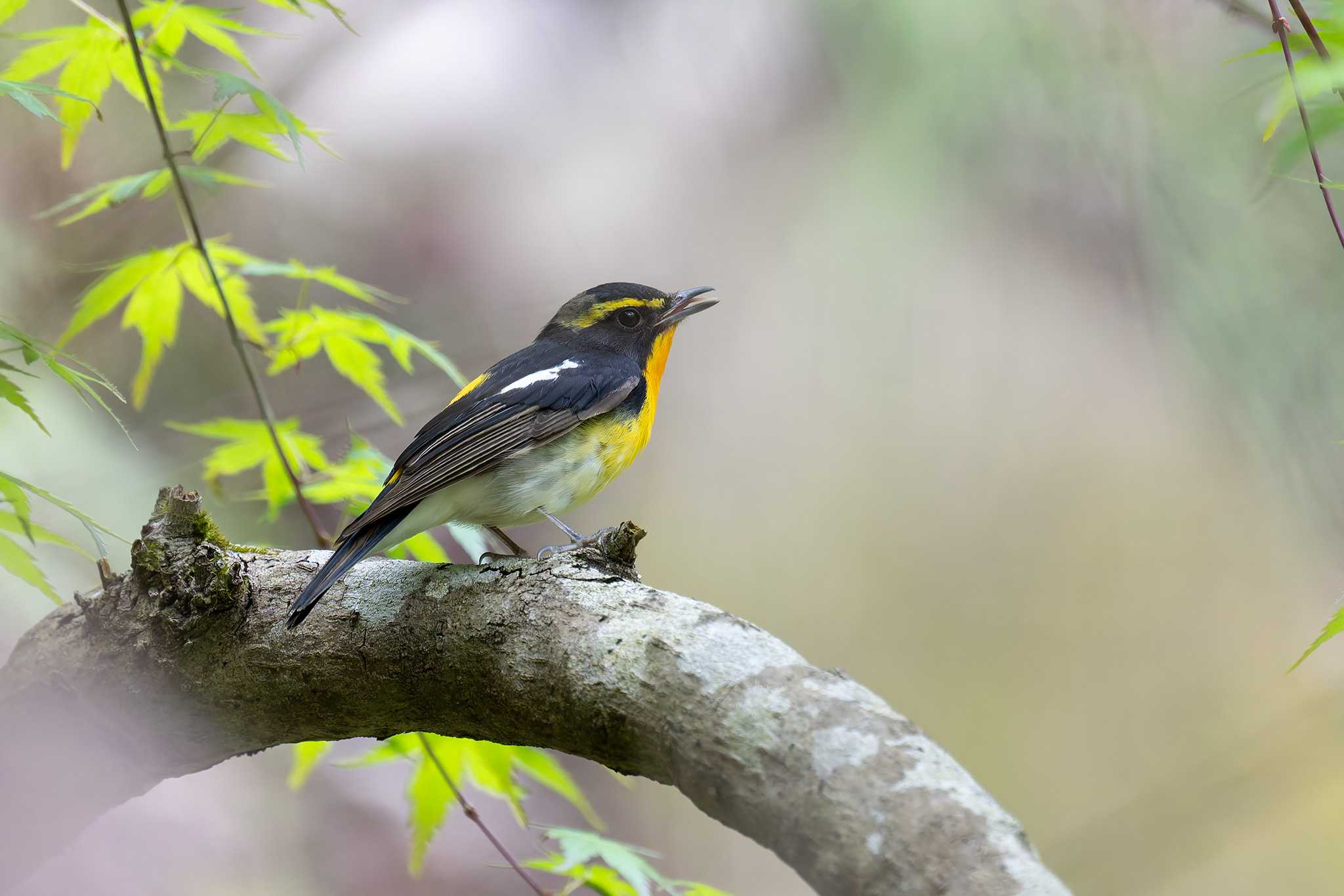 Photo of Narcissus Flycatcher at Hayatogawa Forest Road by たい焼きの煮付け
