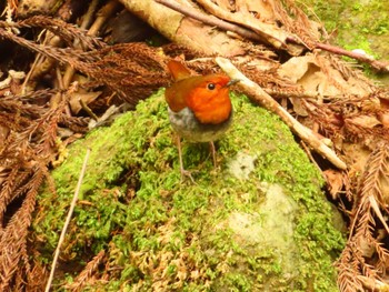 2024年4月20日(土) 日向渓谷の野鳥観察記録