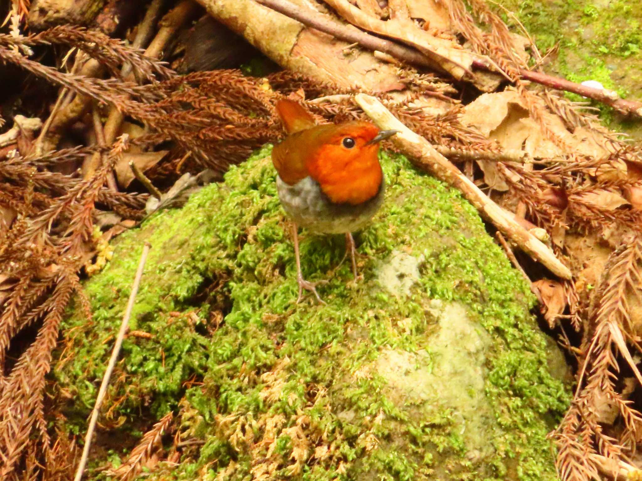 Japanese Robin