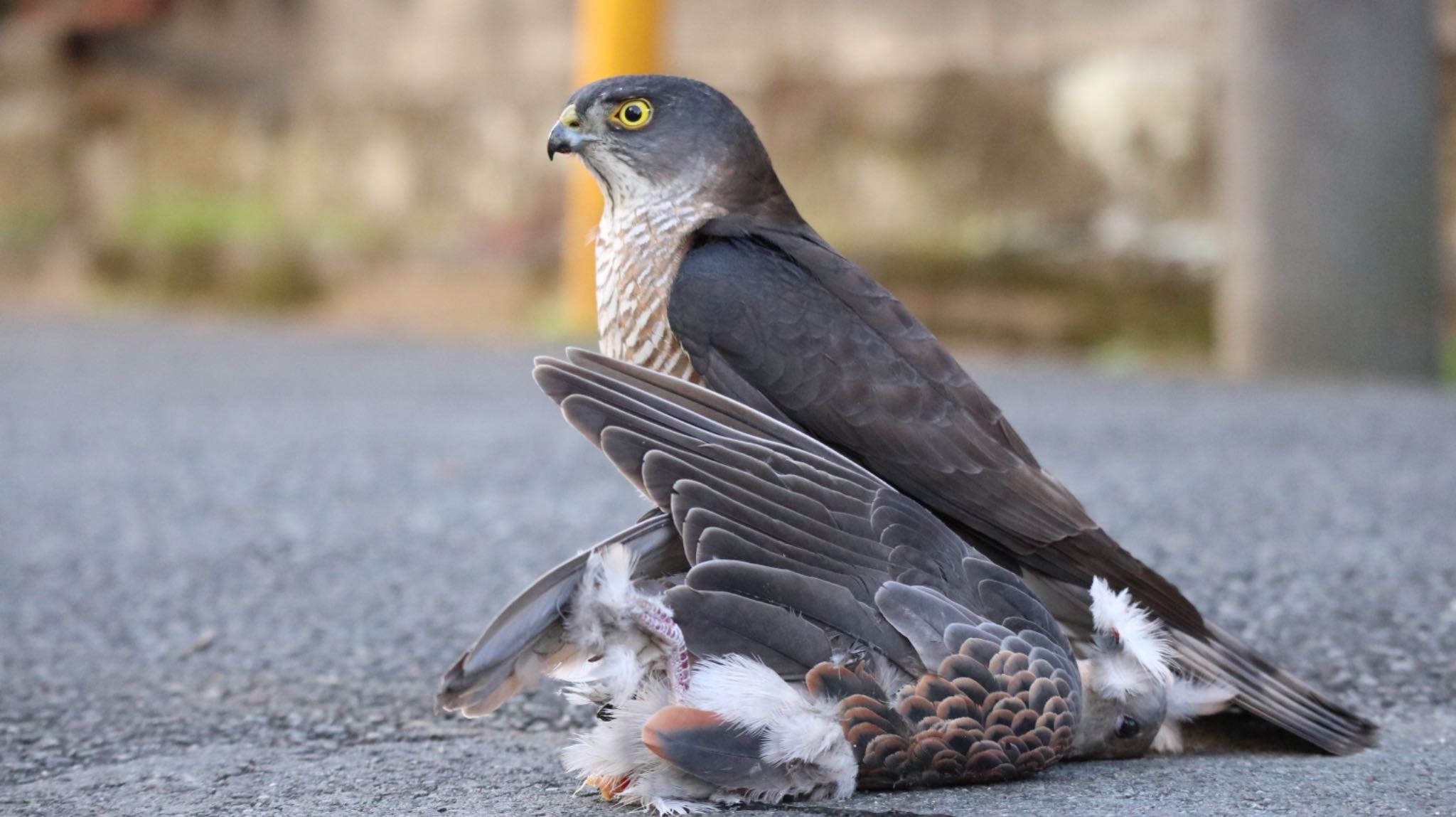 Photo of Japanese Sparrowhawk at 武蔵野市 by HiroA