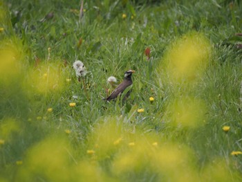 White-cheeked Starling 大久保農耕地 Fri, 4/12/2024