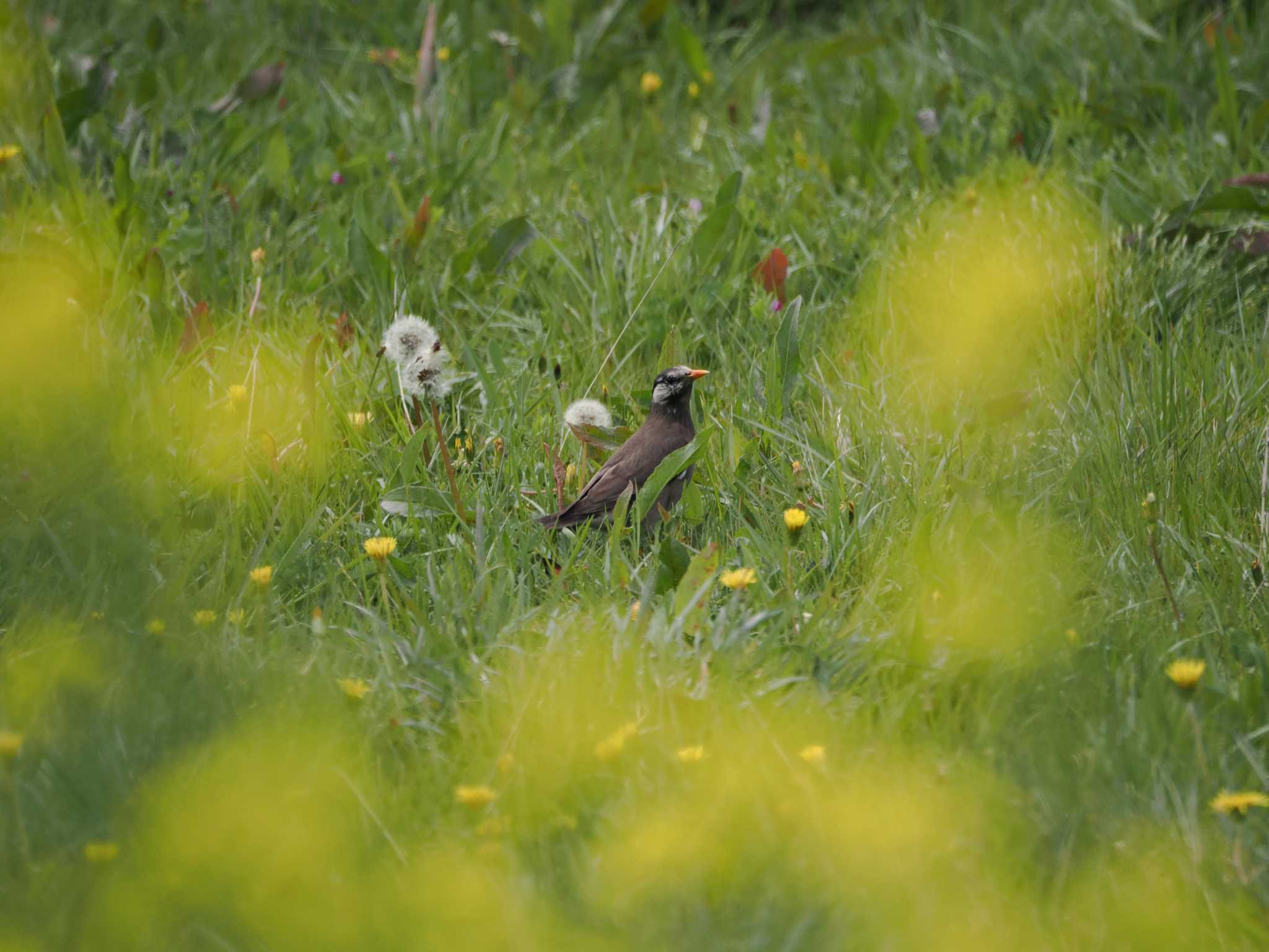 Photo of White-cheeked Starling at 大久保農耕地 by のぶ