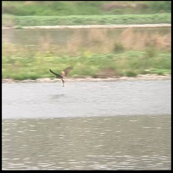 2024年4月21日(日) 多摩川河川敷の野鳥観察記録