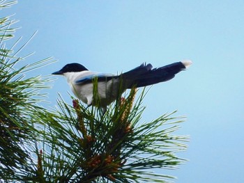 Sun, 4/21/2024 Birding report at 洗足池(大田区)