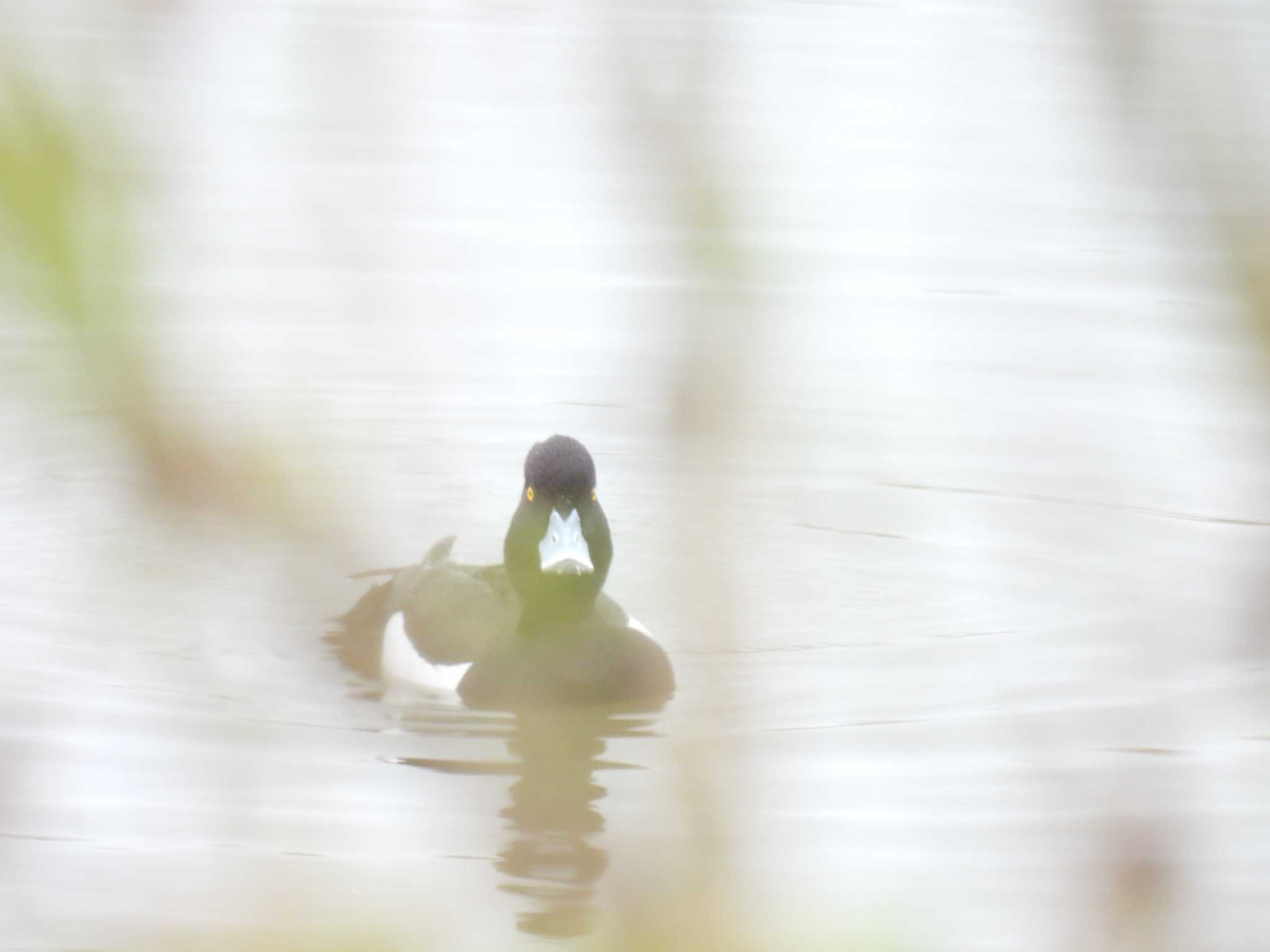 Photo of Tufted Duck at 宮川河口 by aquilla