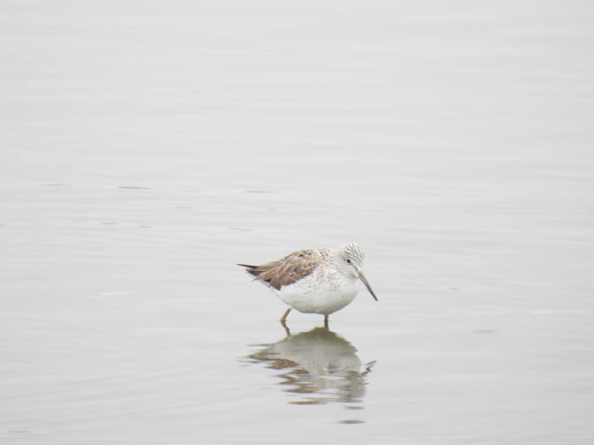 Common Greenshank