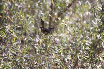 Brown-eared Bulbul Komiya Park Sun, 3/17/2024