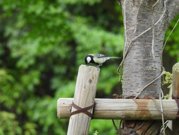 Japanese Tit 近場の公園 Sat, 4/20/2024