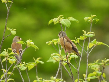 Grey-capped Greenfinch 近場の公園 Sat, 4/20/2024