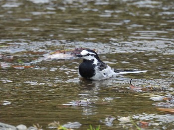 White Wagtail 近場の公園 Sat, 4/20/2024