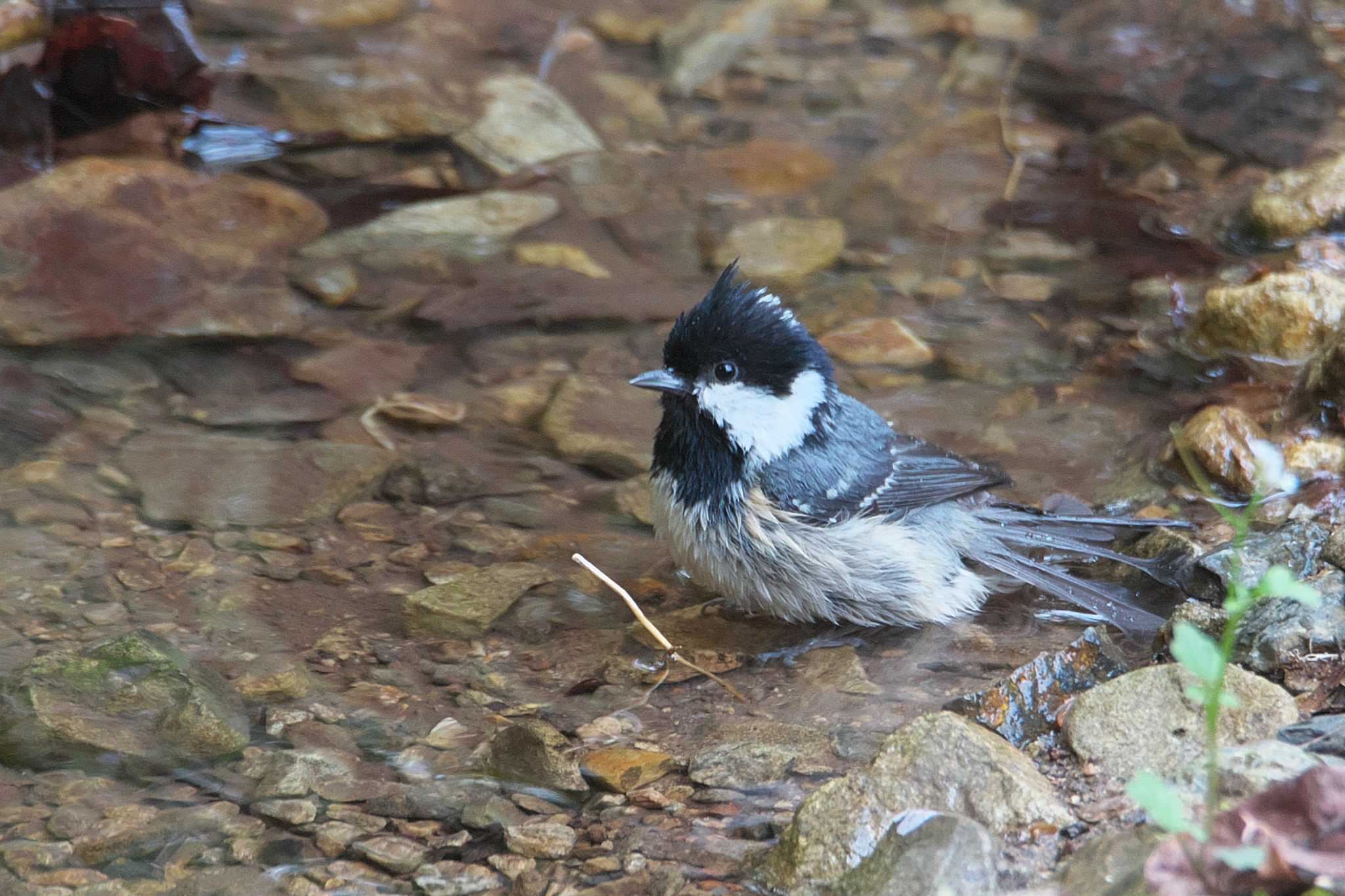 Photo of Coal Tit at 兵庫県 by img.tko.pict