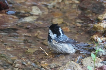 Coal Tit 兵庫県 Sat, 4/20/2024