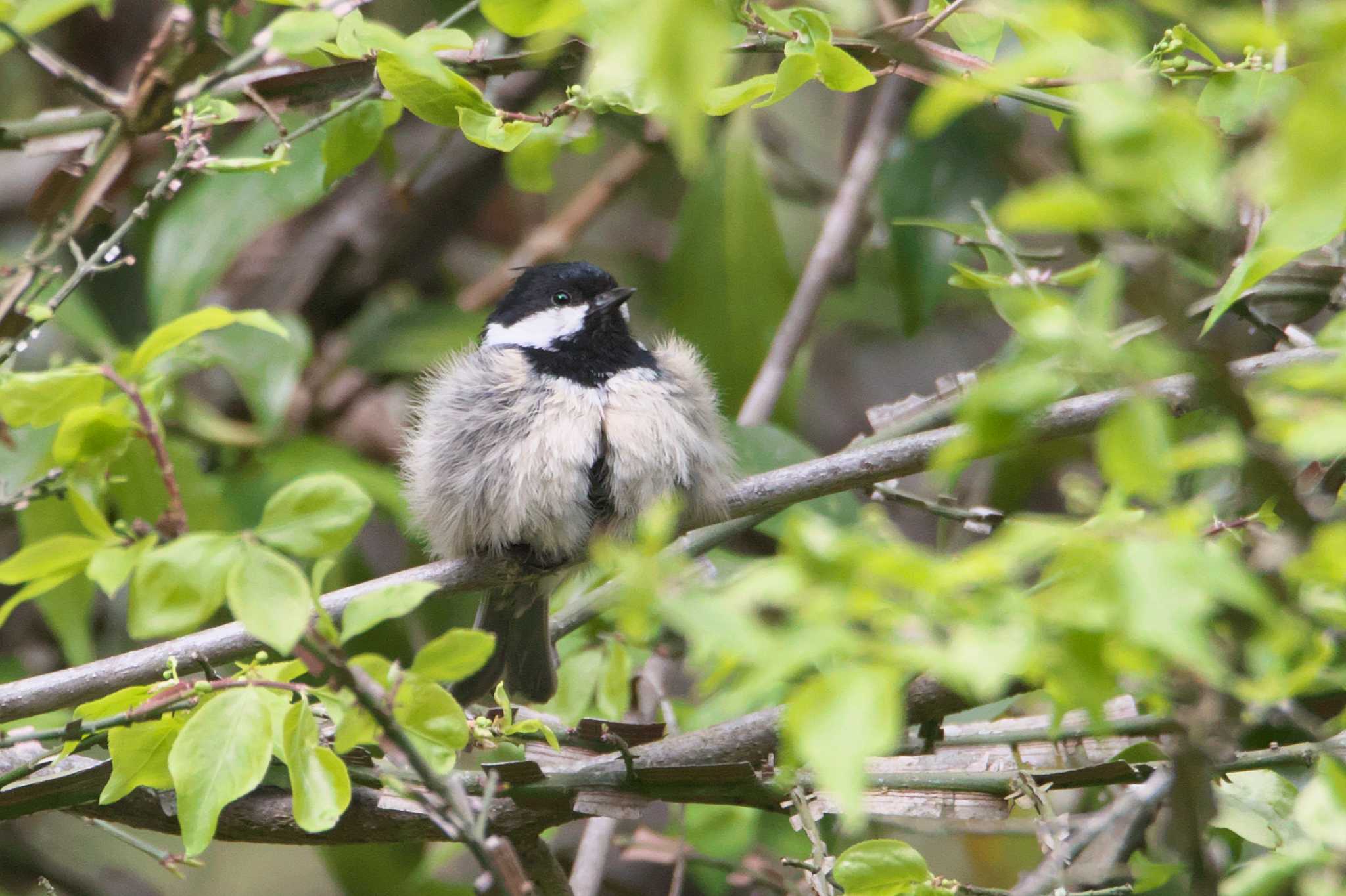 Photo of Coal Tit at 兵庫県 by img.tko.pict