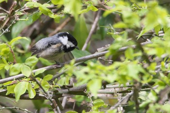 Coal Tit 兵庫県 Sat, 4/20/2024