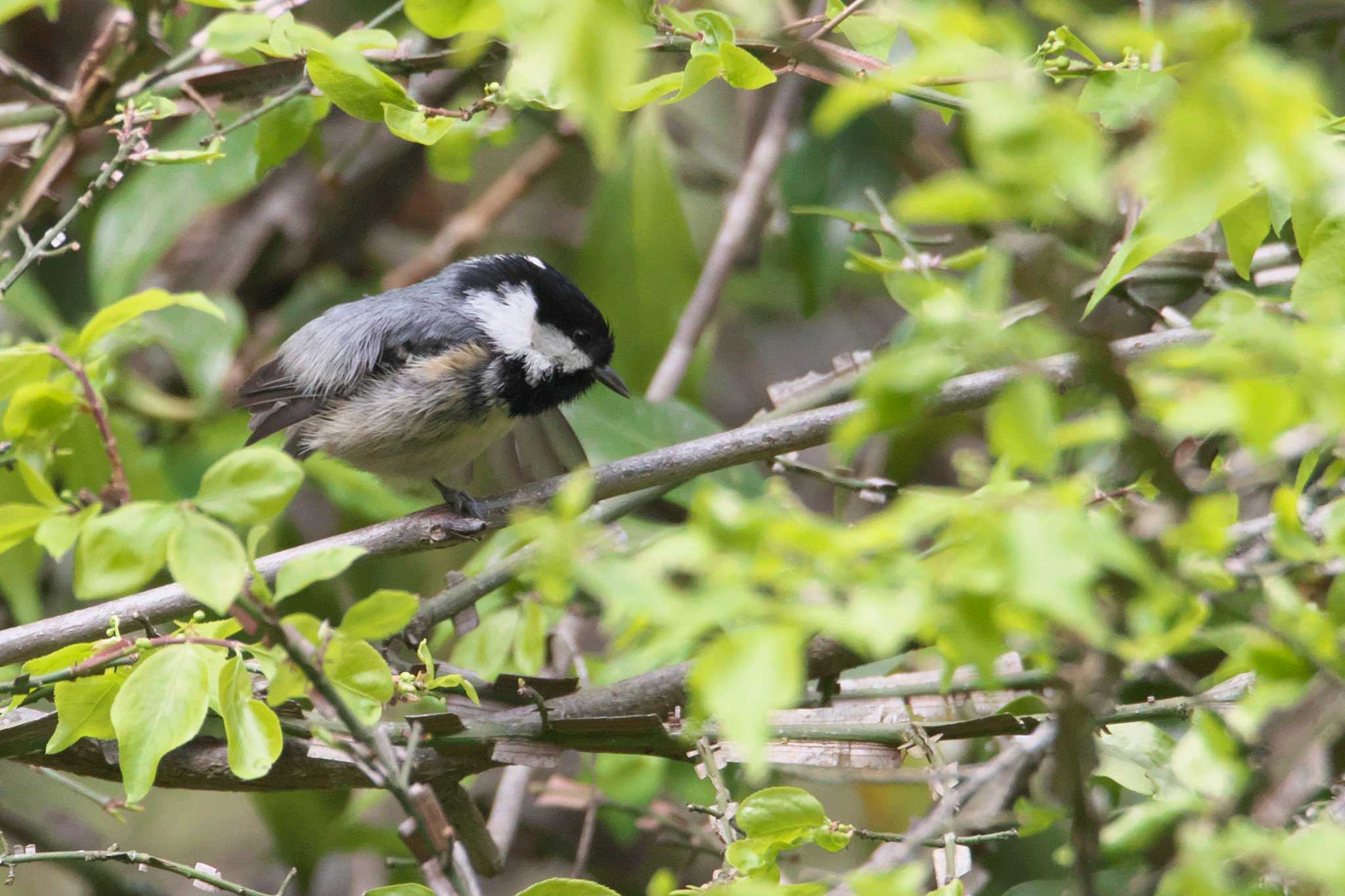 Photo of Coal Tit at 兵庫県 by img.tko.pict