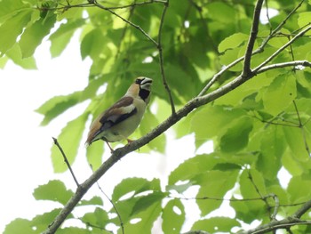 Hawfinch Unknown Spots Sun, 4/21/2024