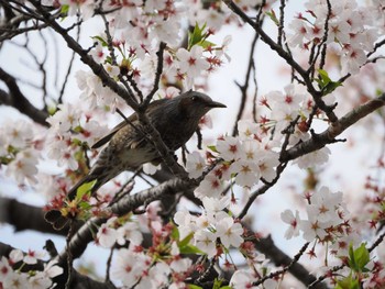 ヒヨドリ 伊佐沼 2024年4月12日(金)