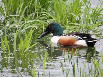 Northern Shoveler Isanuma Fri, 4/12/2024