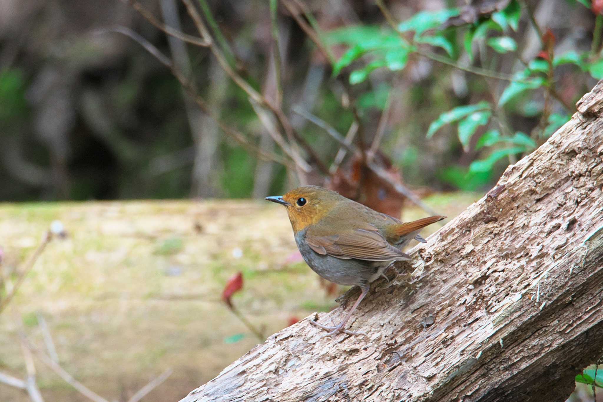 Photo of Japanese Robin at 兵庫県 by img.tko.pict