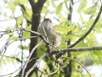 Japanese Bush Warbler Unknown Spots Sun, 4/21/2024