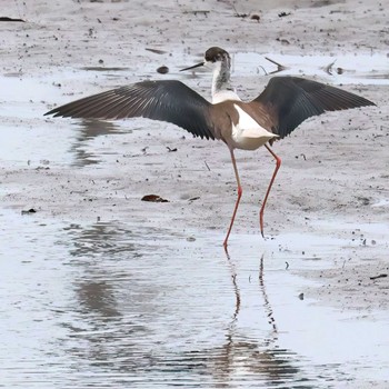 Black-winged Stilt 浮島ヶ原自然公園 Sat, 4/20/2024