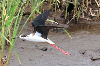 Black-winged Stilt 浮島ヶ原自然公園 Sat, 4/20/2024