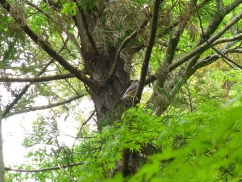 Eurasian Jay 大町自然観察園 Sun, 4/21/2024