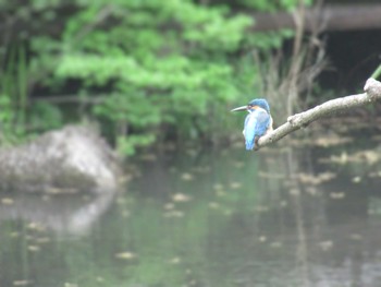 カワセミ 四季の森公園(横浜市緑区) 2024年4月20日(土)