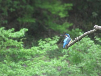 カワセミ 四季の森公園(横浜市緑区) 2024年4月20日(土)