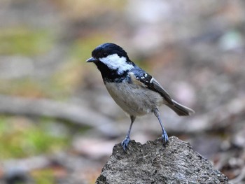 Coal Tit 日向渓谷 Sat, 4/20/2024