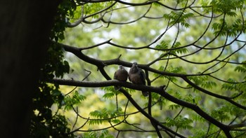 Oriental Turtle Dove Hama-rikyu Gardens Sat, 4/20/2024
