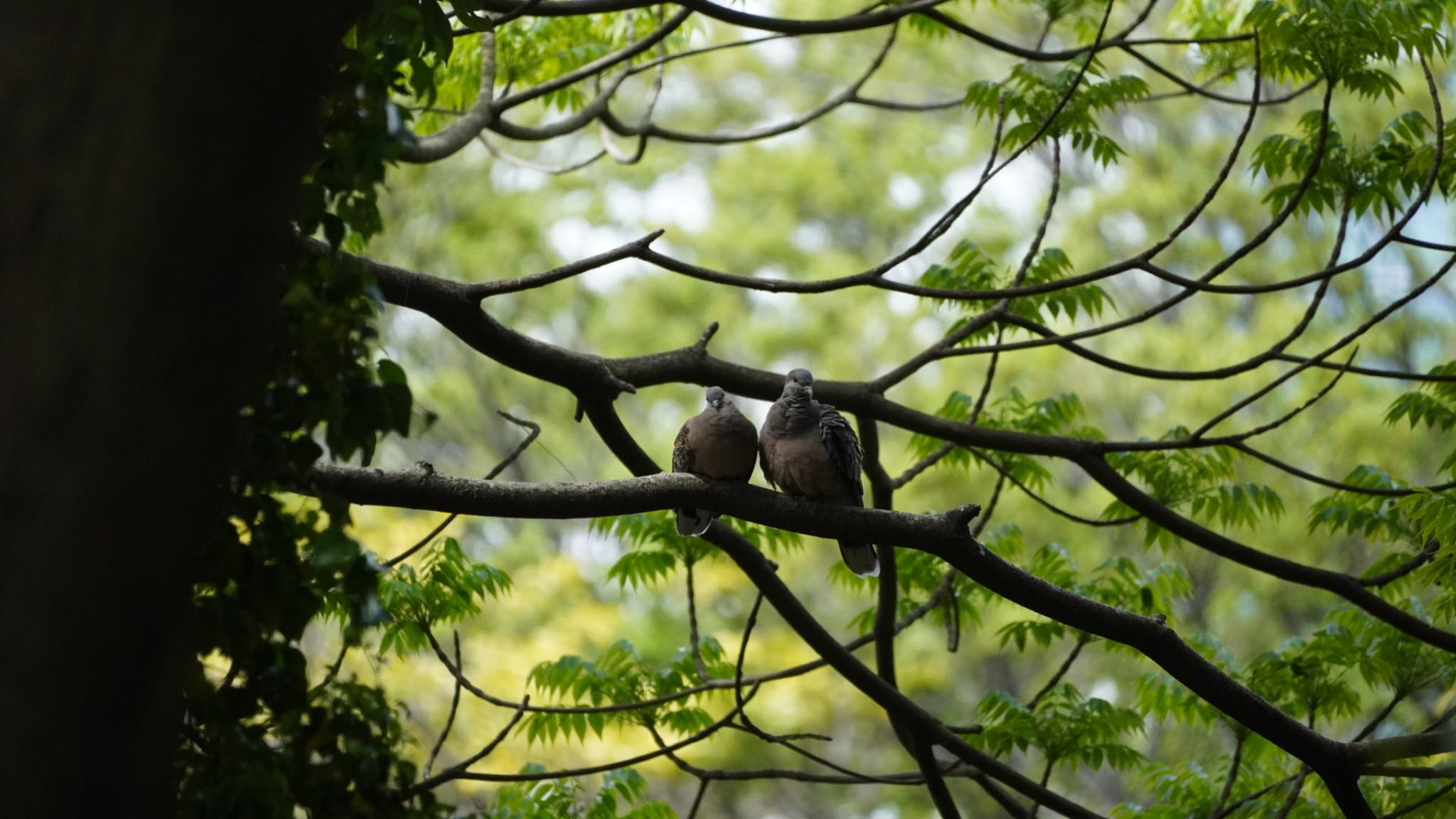 Photo of Oriental Turtle Dove at Hama-rikyu Gardens by numoco