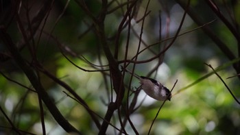 Long-tailed Tit Hama-rikyu Gardens Sat, 4/20/2024