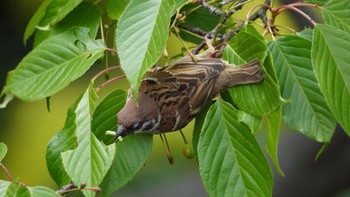 Eurasian Tree Sparrow Hama-rikyu Gardens Sat, 4/20/2024