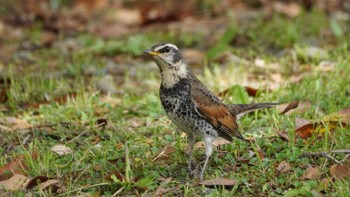 Dusky Thrush Hama-rikyu Gardens Sat, 4/20/2024