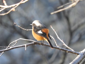 Daurian Redstart Kodomo Shizen Park Wed, 12/26/2018