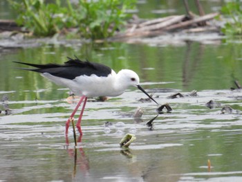 Black-winged Stilt 木更津市 Sun, 4/21/2024