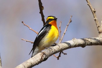 Narcissus Flycatcher Yanagisawa Pass Sat, 4/20/2024