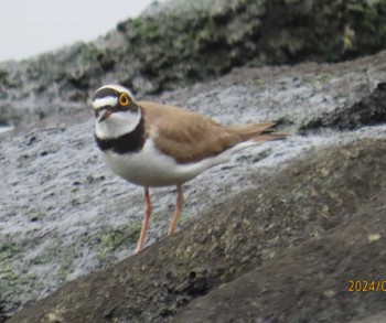 Little Ringed Plover 東京湾 Thu, 4/18/2024