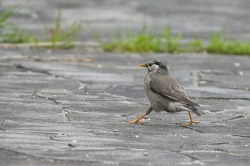 White-cheeked Starling 奈良 葛下川 Sun, 4/21/2024