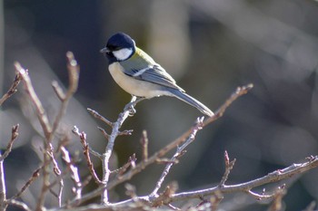 Japanese Tit 桜山 Fri, 12/28/2018