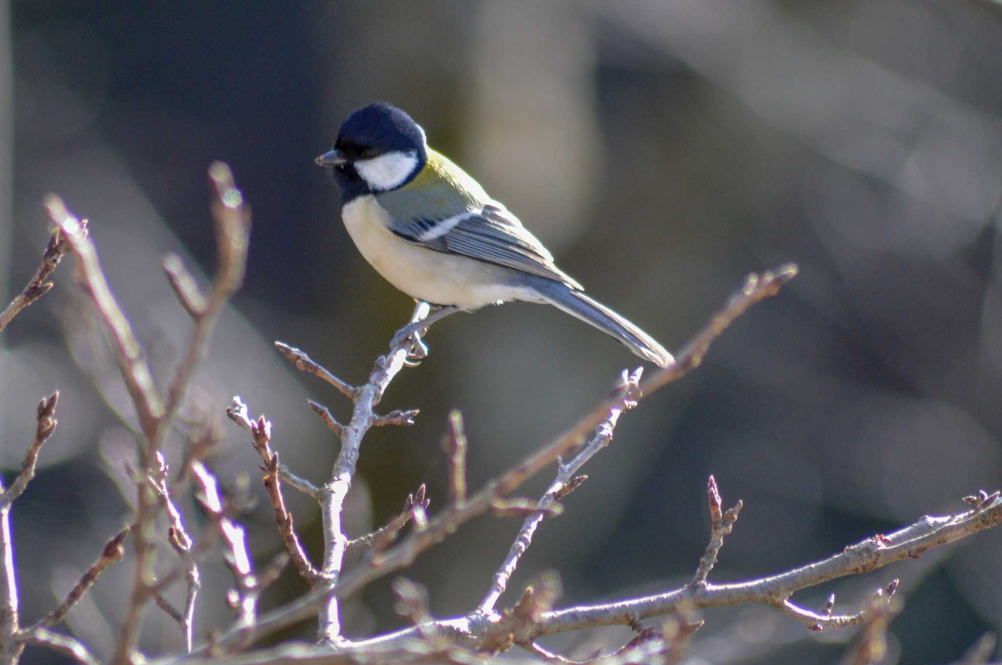 Photo of Japanese Tit at 桜山 by 鈴猫