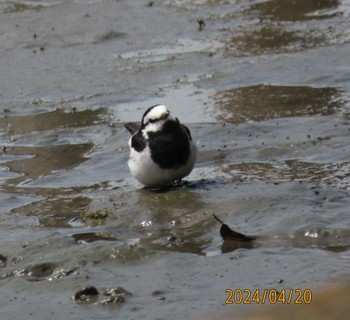 Wagtail Kasai Rinkai Park Sat, 4/20/2024