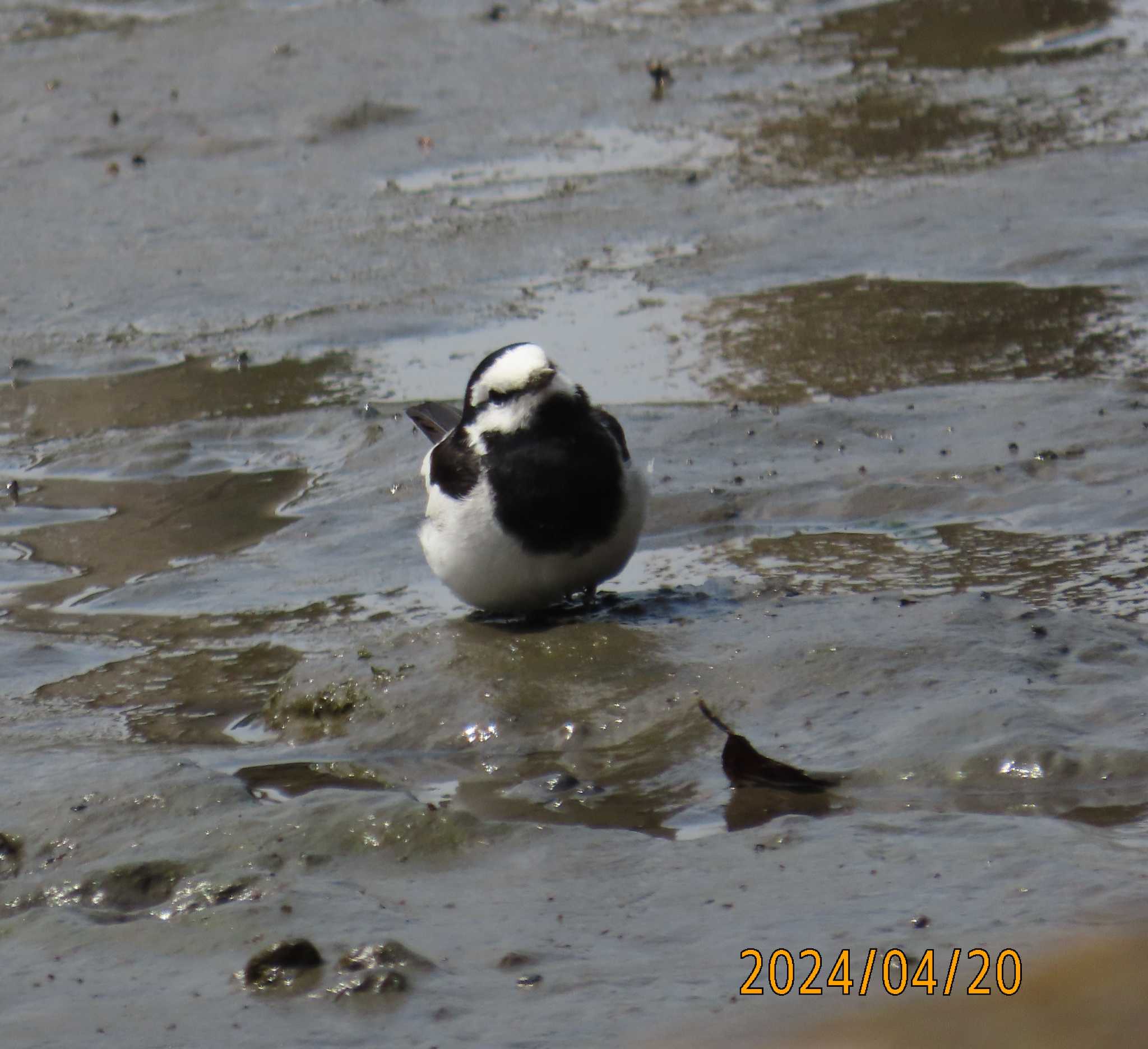 Photo of Wagtail at Kasai Rinkai Park by チョコレート