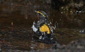 Narcissus Flycatcher Unknown Spots Unknown Date