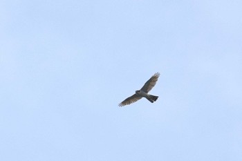 Eurasian Goshawk Mizumoto Park Sun, 4/21/2024