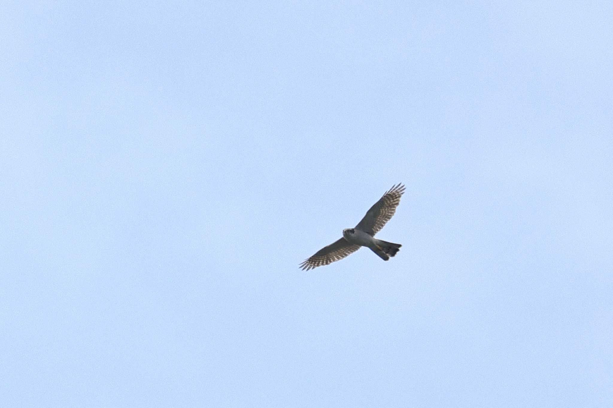 Eurasian Goshawk