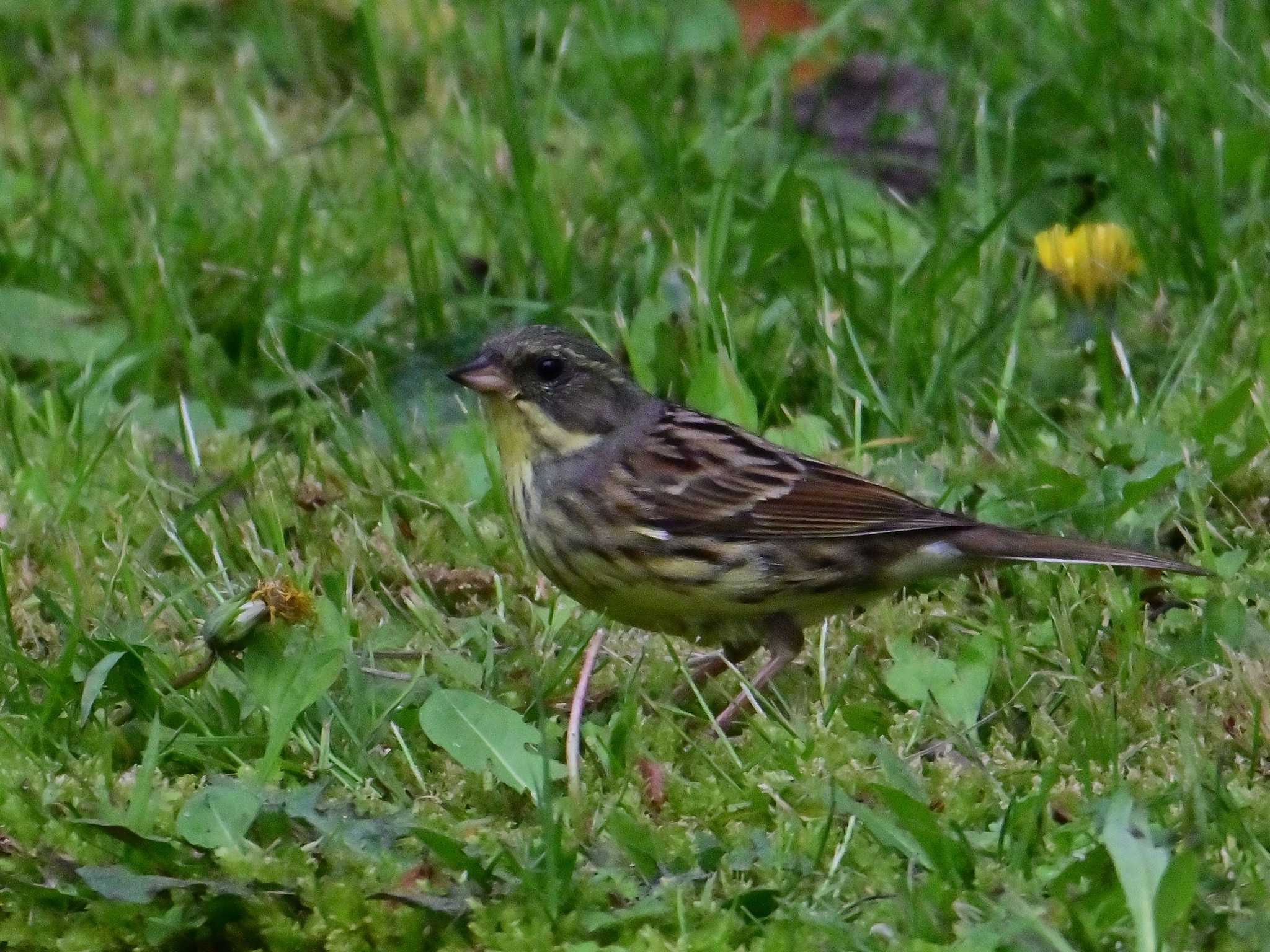 Masked Bunting