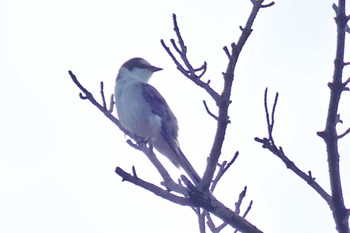 サンショウクイ 静岡県森林公園 2024年4月17日(水)