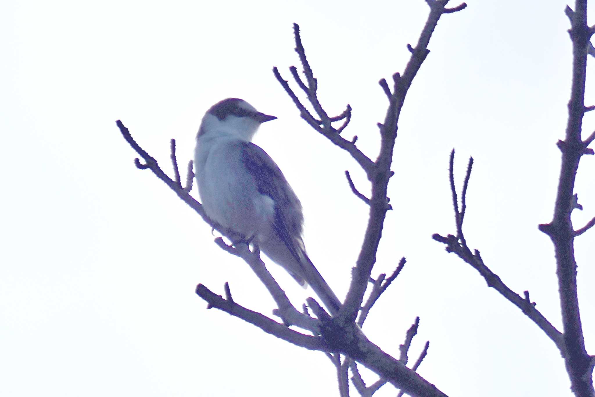 静岡県森林公園 サンショウクイの写真 by 藤原奏冥